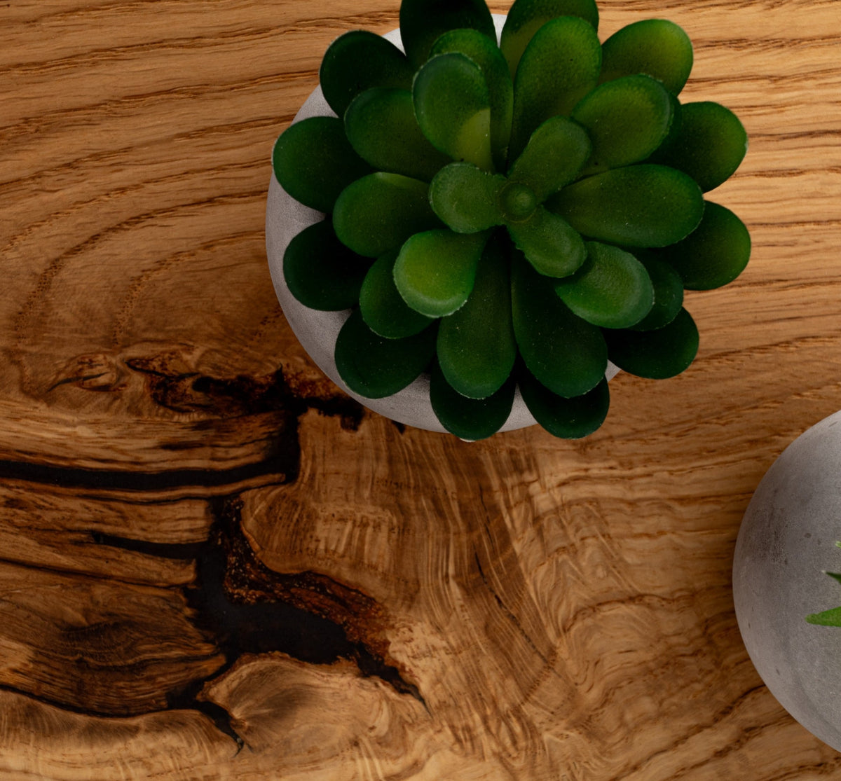 Green succulent plant in a white pot on a wooden surface