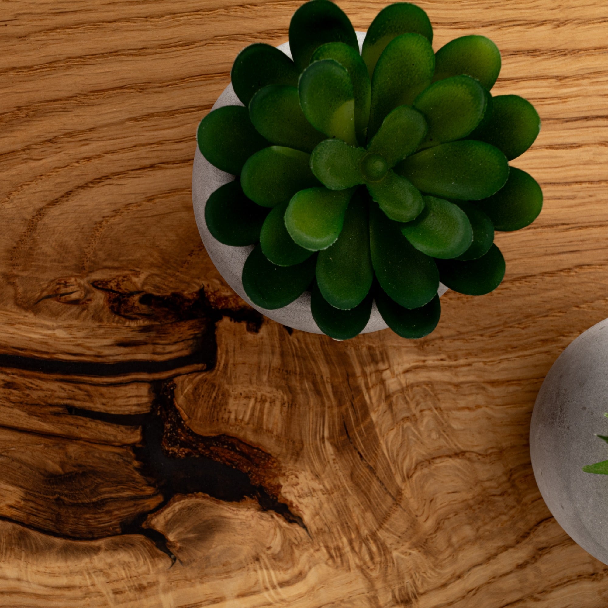 Green succulent plant in a white pot on a wooden surface